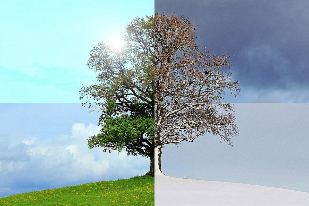 Tree on a hill depicting the four seasons