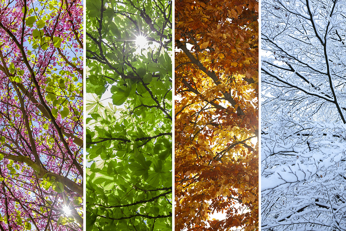 Tree canopy seen in all four seasons
